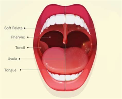 soft palate asymmetric rise